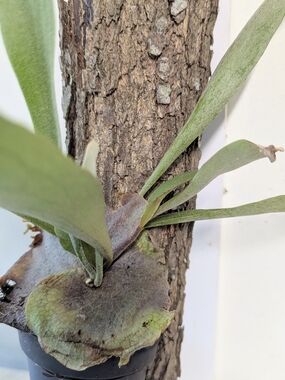 Green Mounted Staghorn  Fern Plant On Natural Bark Accessory
